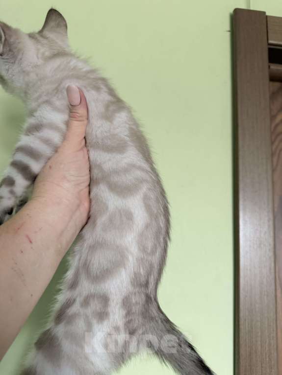 Кошки в Оренбурге: Бенгальский котенок снежный Мальчик, 35 000 руб. - фото 1