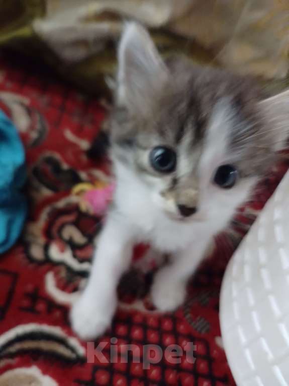 Кошки в Красноярске: Котеечка ищет хозяев Девочка, Бесплатно - фото 2