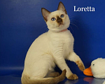 Кошки в Москве: Loretta Gamlet Девочка, 60 000 руб. - фото 4
