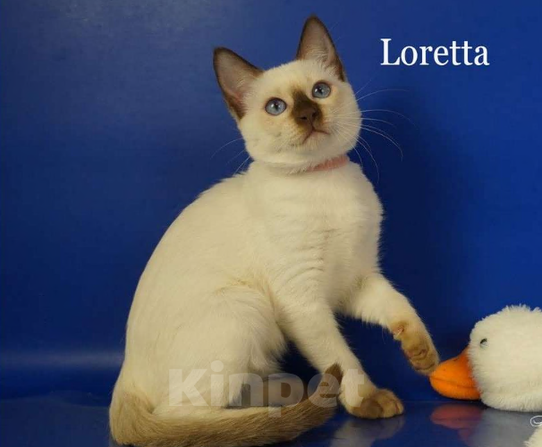 Кошки в Москве: Loretta Gamlet Девочка, 60 000 руб. - фото 4
