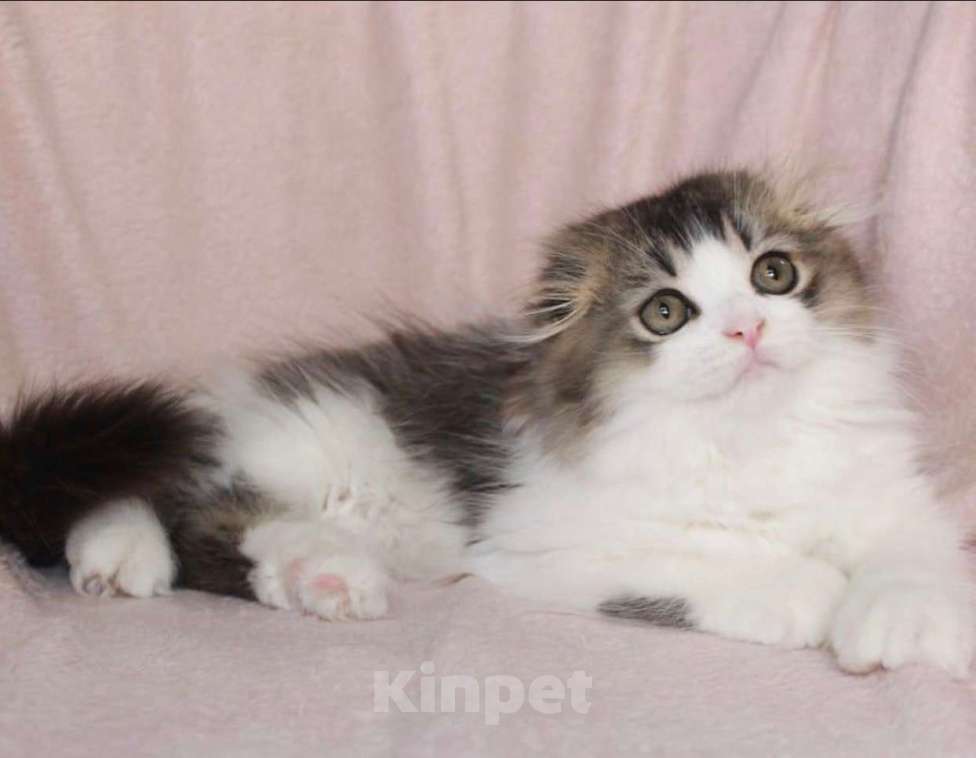 Кошки в Новосибирске: Шотландские котята  Мальчик, 50 000 руб. - фото 7