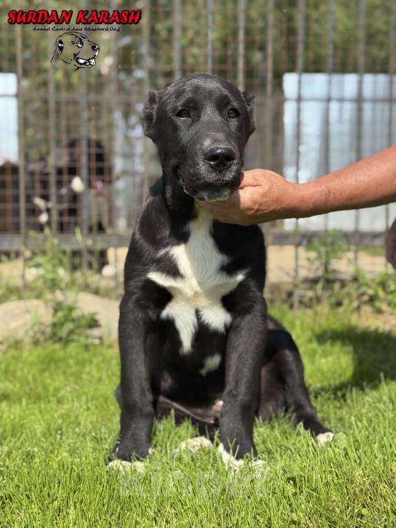 Собаки в Твери: Щенок алабая (мальчик) Мальчик, 100 000 руб. - фото 4