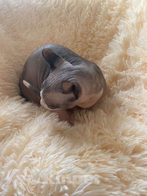 Кошки в Балашихе: Сфинск Мальчик, 25 000 руб. - фото 3