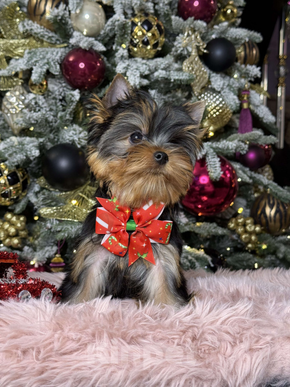 Собаки в Москве: Йоркширский терьер мальчик  Мальчик, 55 000 руб. - фото 1