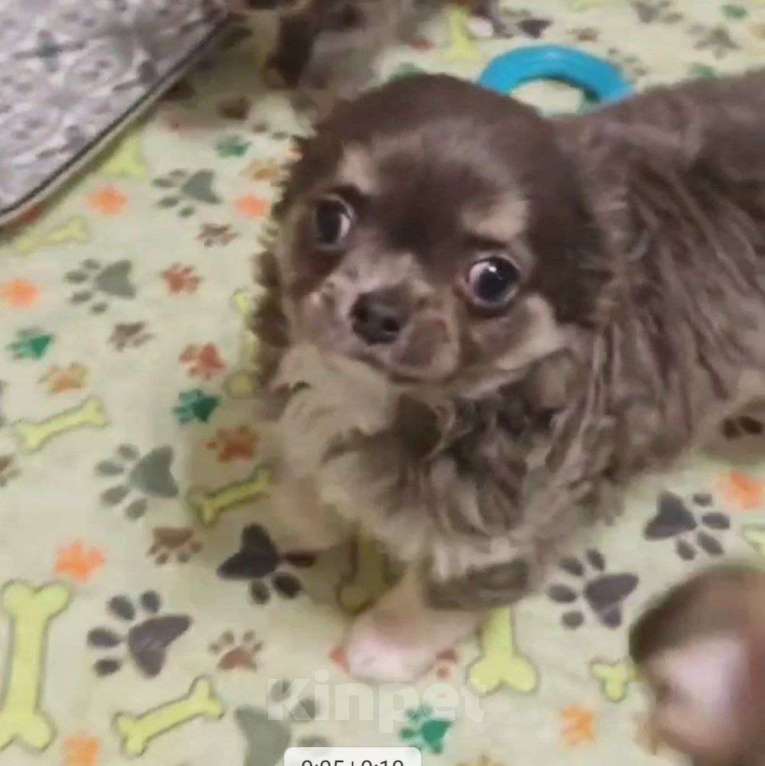 Собаки в Москве: Чихуахуа мальчик щенок Мальчик, 40 000 руб. - фото 4