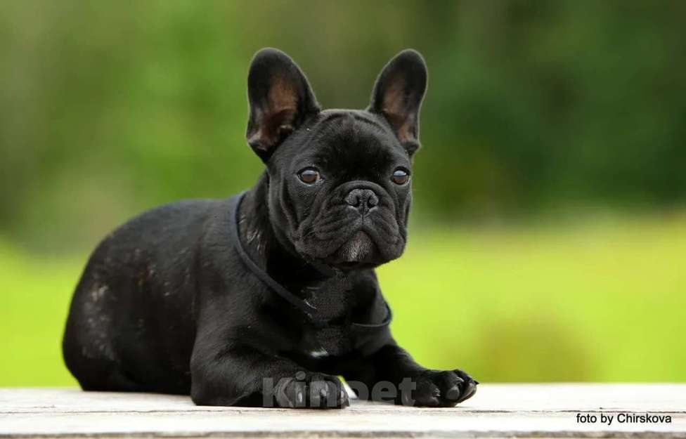 Собаки в других городах Московской области: Мальчик французского бульдога Мальчик, 80 000 руб. - фото 3