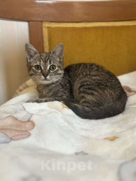 Кошки в Москве: Любопытная и нежная Тоси ищет дом (2 мес)  Девочка, Бесплатно - фото 5