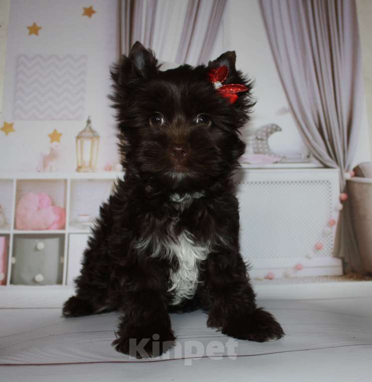 Собаки в Москве: Шоколадный йорк  Девочка, 70 000 руб. - фото 1