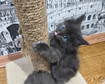 Кошки в Москве: Котята Мейн-куны Разнополые, Бесплатно - фото 9