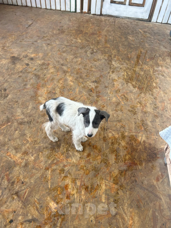 Собаки в Москве: Щенок-девочка в добрые руки! Девочка, Бесплатно - фото 6