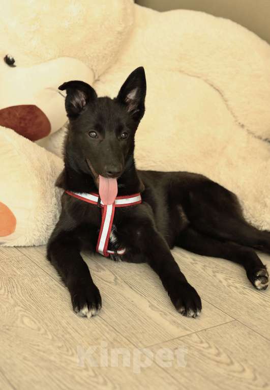 Собаки в Москве: Щенок бесплатно в Москве Девочка, Бесплатно - фото 2