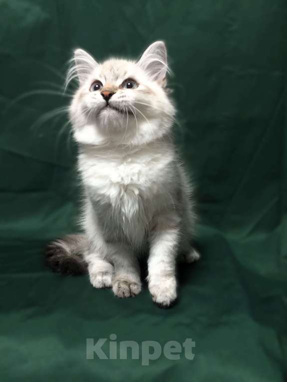 Кошки в Санкт-Петербурге: Невский маскарадный котёнок, кошка Девочка, 45 000 руб. - фото 9