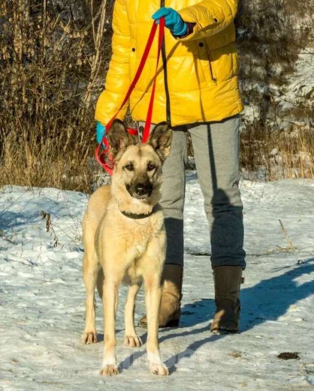 Собаки в Москве: В добрые руки  Девочка, Бесплатно - фото 1