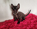 Кошки в Горячем Ключе: Котенок Девон Рекс девочка черная Девочка, 60 000 руб. - фото 4
