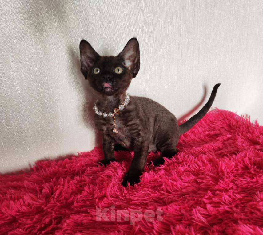 Кошки в Горячем Ключе: Котенок Девон Рекс девочка черная Девочка, 60 000 руб. - фото 4