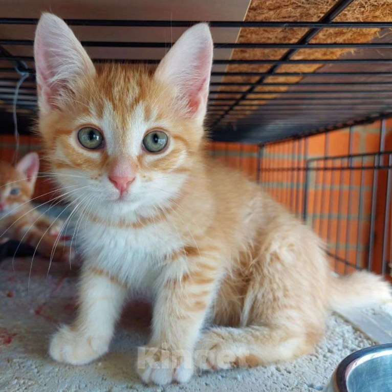 Кошки в Москве: Маленький Персик ищет маму Мальчик, Бесплатно - фото 2