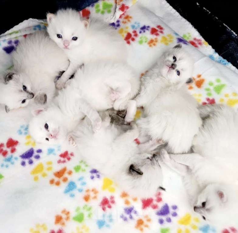 Кошки в Самаре: Котята для Вас Девочка, 80 000 руб. - фото 3