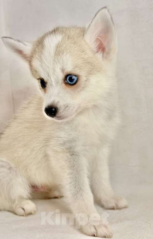 Собаки в Балашихе: Помски F1 кобель мини до 40 см  Мальчик, 65 000 руб. - фото 7