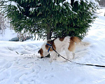 Собаки в Санкт-Петербурге: Скромный, спокойный и ласковый небольшой пёс Мальчик, Бесплатно - фото 9