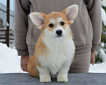 Собаки в Новосибирске: Высокопородный щенок вельш корги пемброк Девочка, Бесплатно - фото 1
