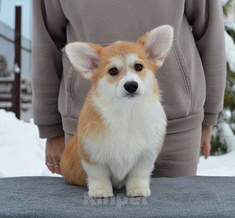 Собаки в Новосибирске: Высокопородный щенок вельш корги пемброк Девочка, Бесплатно - фото 1