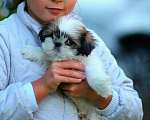 Собаки в Москве: Крошечная мини девочка Девочка, 35 000 руб. - фото 3
