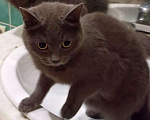 Кошки в Полярном: Молоденькая стерилизованная кошка, Бесплатно - фото 10