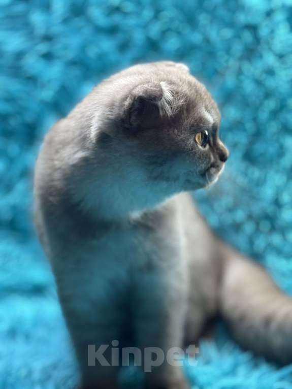 Кошки в Люберцах: Шотландские котята Девочка, Бесплатно - фото 1