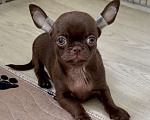 Собаки в Санкт-Петербурге: Шоколадный мальчик чихуахуа Мальчик, 30 000 руб. - фото 2