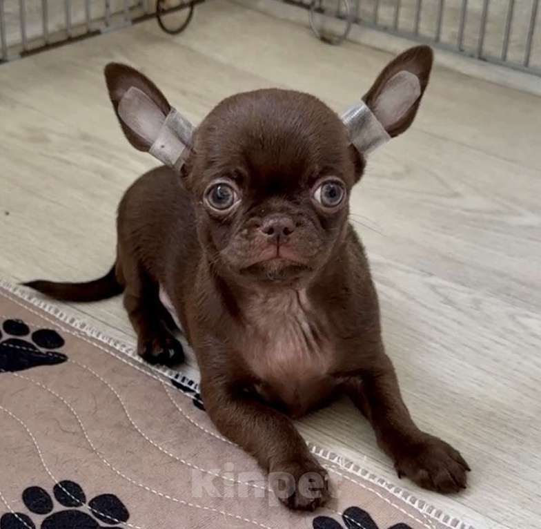 Собаки в Санкт-Петербурге: Шоколадный мальчик чихуахуа Мальчик, 30 000 руб. - фото 2
