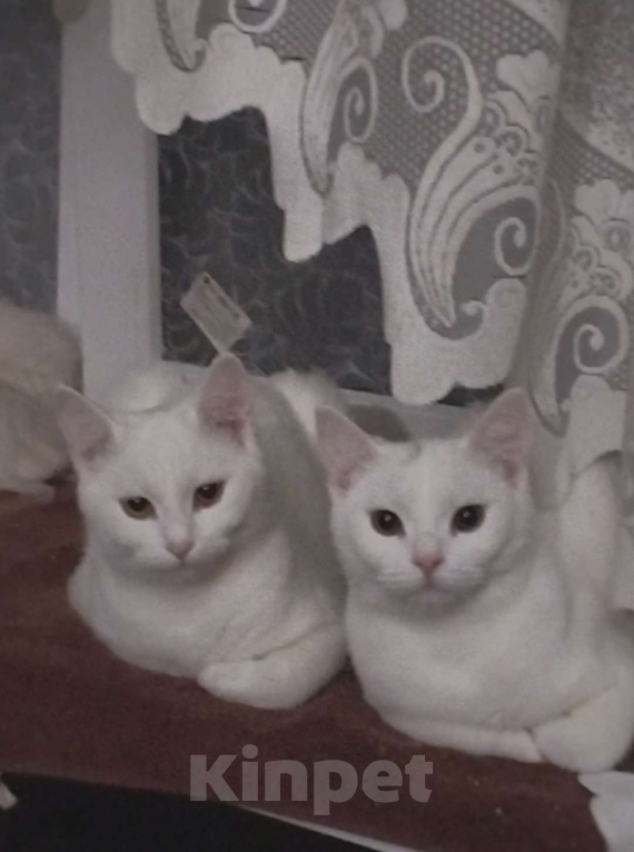 Кошки в Ростове-на-Дону: Две белые кошечки для вязки  Девочка, Бесплатно - фото 1