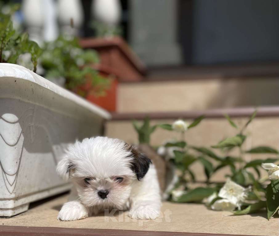 Собаки в Москве: Эксклюзивчик, мини мальчик  Мальчик, 45 000 руб. - фото 2