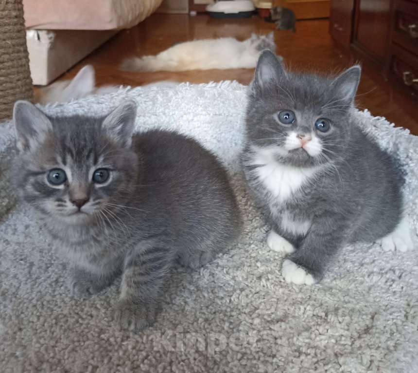 Кошки в Москве: Сесенькая с белым Девочка, 1 000 руб. - фото 3