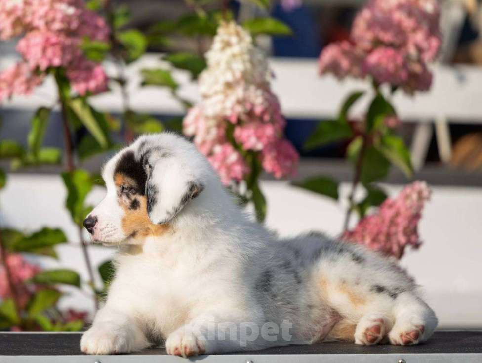 Собаки в Санкт-Петербурге: Австралийская овчарка  Девочка, 80 000 руб. - фото 3