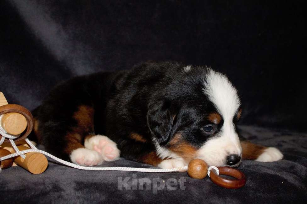 Собаки в других городах Московской области: Бернский зенненхунд Девочка, 120 000 руб. - фото 5