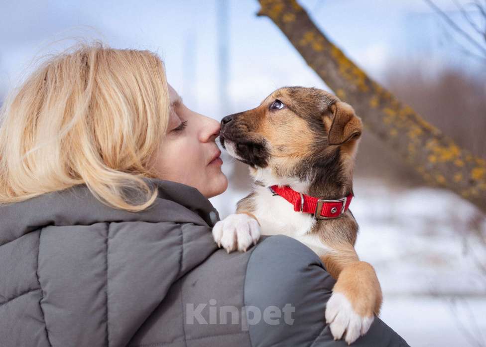 Собаки в Москве: Щенки в приюте срочно ищут дом Девочка, Бесплатно - фото 9