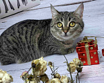Кошки в Мытищах: Боня камышовая девочка ищет дом Девочка, 1 руб. - фото 4