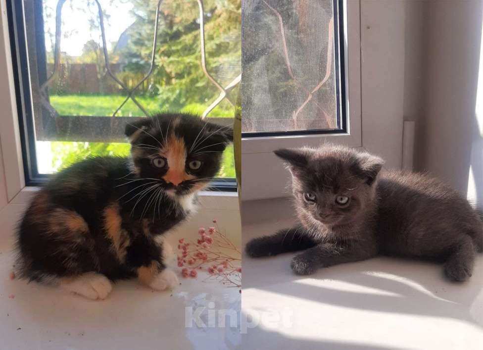 Кошки в Гатчине: Котята метисы от вислоухой шотландской Девочка, 1 500 руб. - фото 1