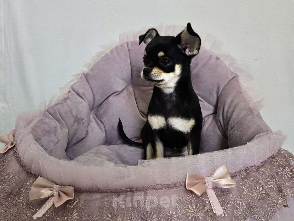 Собаки в Кемерово: Щенок чихуахуа Девочка, 80 000 руб. - фото 1