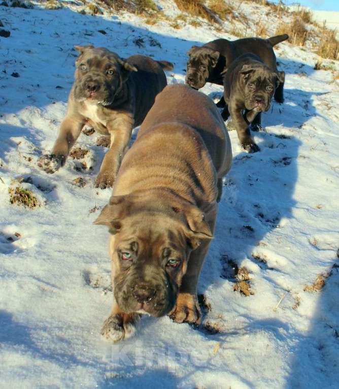 Собаки в Пушкино: Мальчик и три девочки кане корсо Девочка, 70 000 руб. - фото 10
