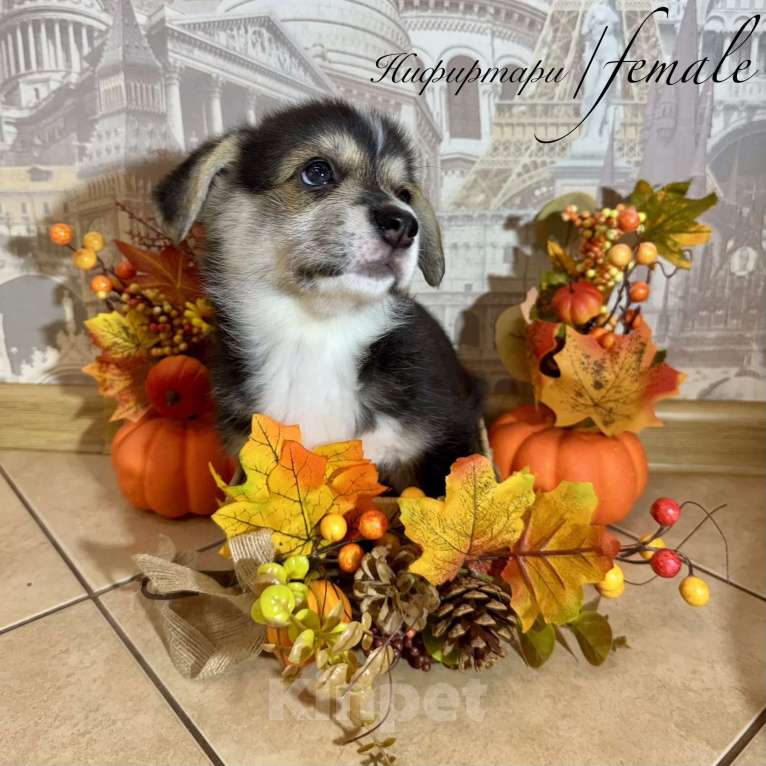 Собаки в Омске: Нифиртари Девочка, 40 000 руб. - фото 1