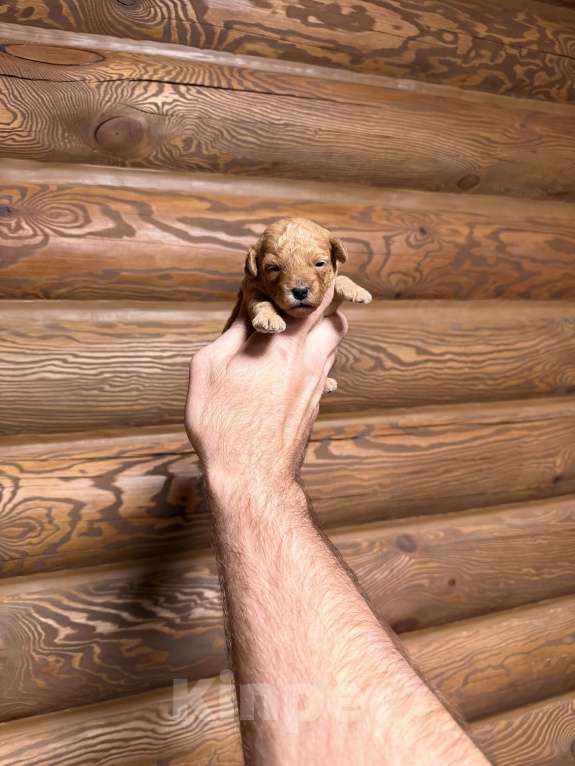 Собаки в Краснодаре: Той пудель щенок Девочка, 65 000 руб. - фото 5