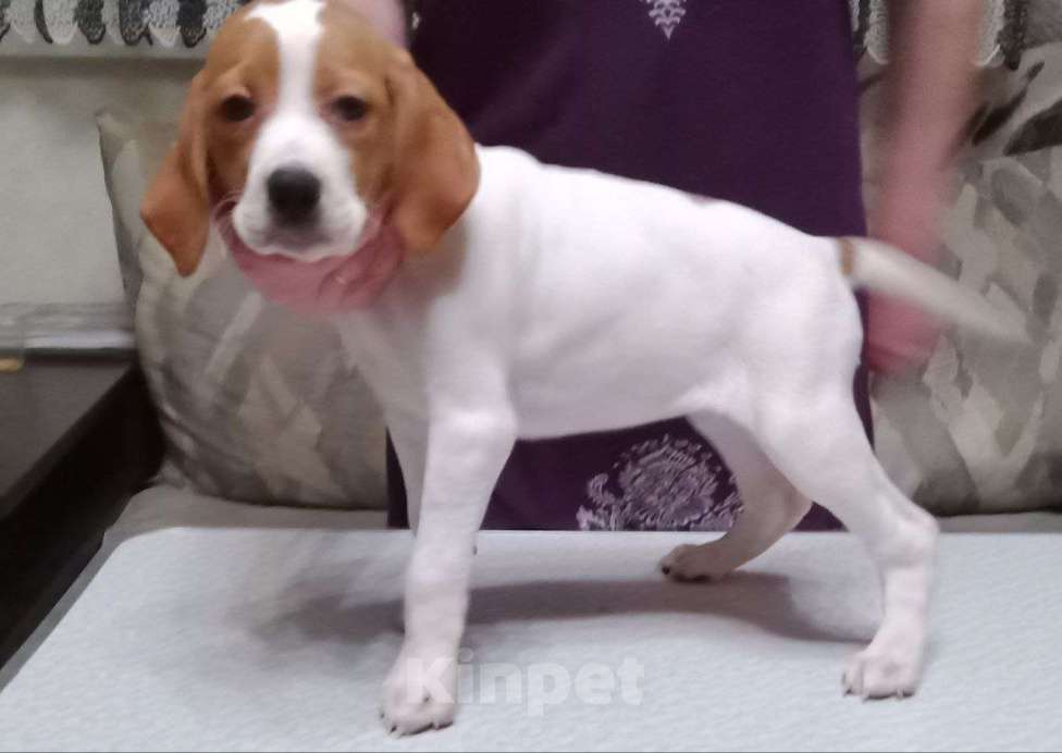 Собаки в Белгороде: Продаю щенков Английского пойнтера Девочка, 30 000 руб. - фото 1