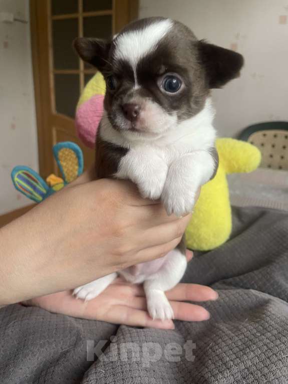 Собаки в Санкт-Петербурге: Щенок чихуахуа Мальчик, 35 000 руб. - фото 2