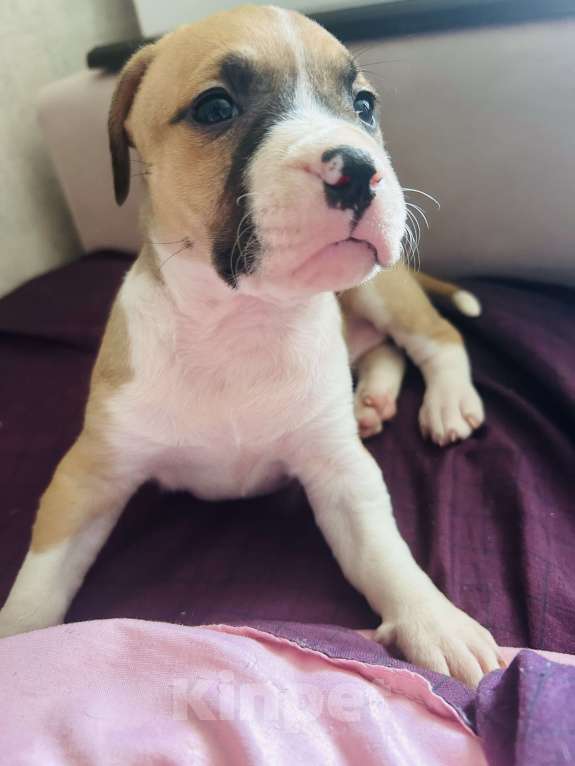 Собаки в Самаре: Продам Стаффордширского терьера Девочка, 10 000 руб. - фото 3