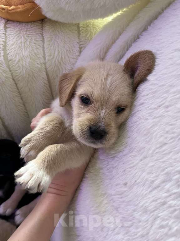 Собаки в Краснодаре: Малыш эстонской и ретривера  Мальчик, 3 000 руб. - фото 7