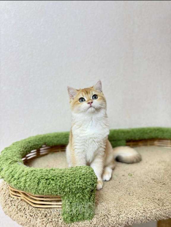 Кошки в Москве: Шотландский котик золотистая шиншилла Мальчик, 10 500 руб. - фото 1