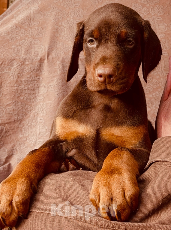 Собаки в Чехове: Крупные щенки добермана РКФ Мальчик, 70 000 руб. - фото 2