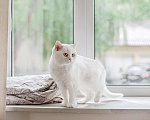 Кошки в Москве: Ласковая красавица Ума в добрые руки! Девочка, Бесплатно - фото 7