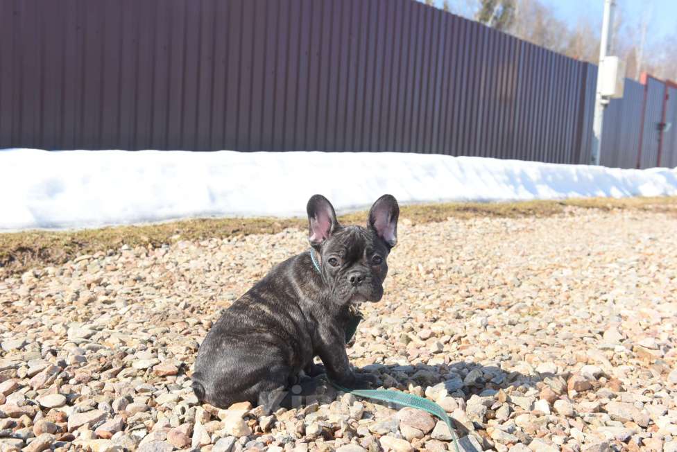 Собаки в Москве: Тигровый мальчик Мальчик, 45 000 руб. - фото 9